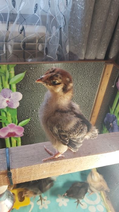 Продам цыплят кучинской породы