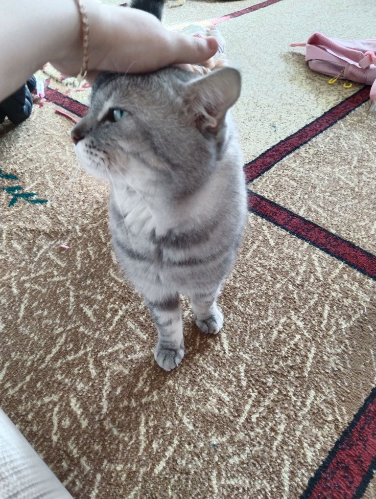 Пропал кот кот пропал