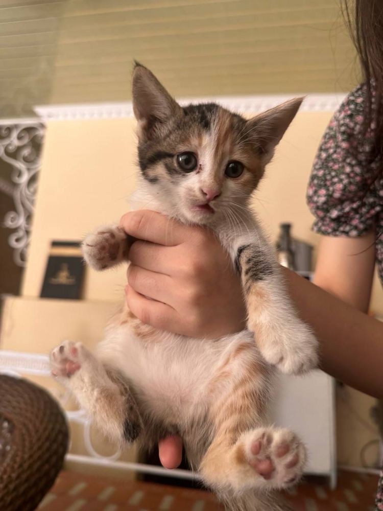Котята одам даром хорошие руки