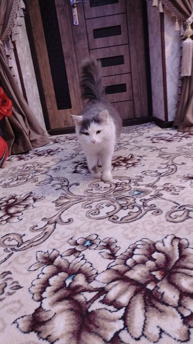 Cat Domestic Longhair