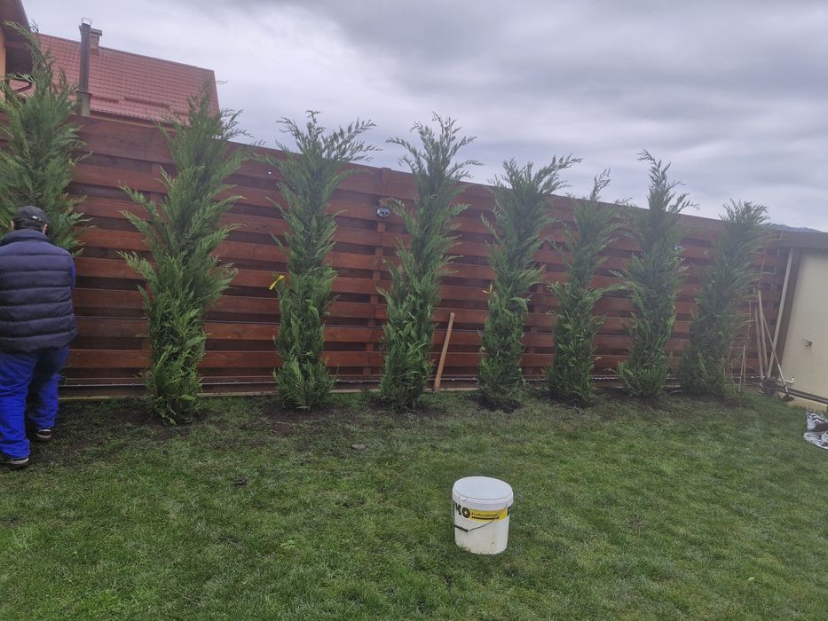 Pon pon palmieri prunus laur fotinia