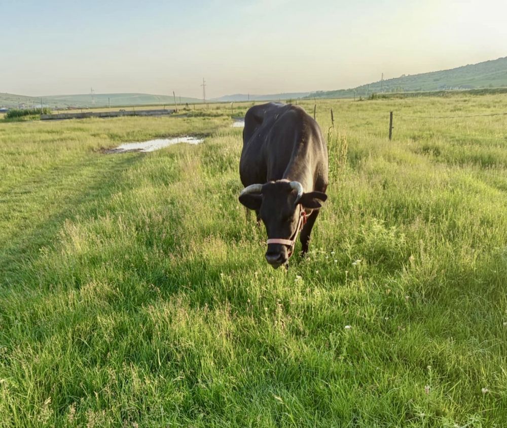 Vaca gestanta de vanzare