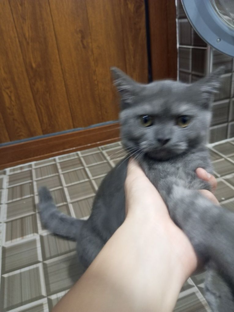 British Shorthair aqlli ozoda yaxsh mushu hojatga orgatilgan qz mushuk