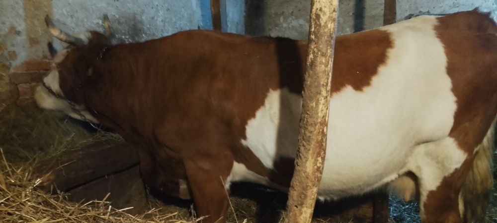 Vaci de vânzare și vitele