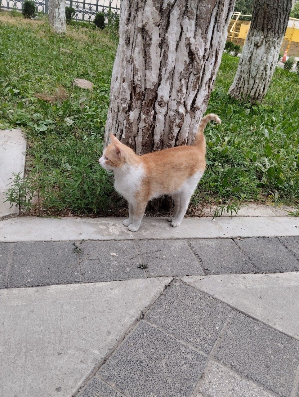кошка бесплатно )