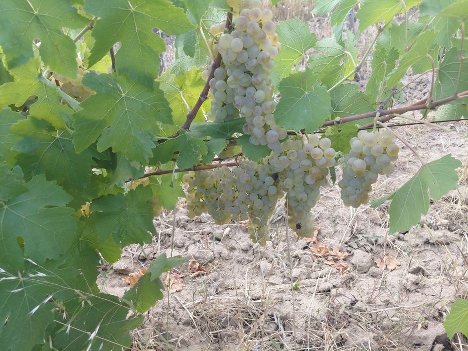 Struguri de vin toate soiurile