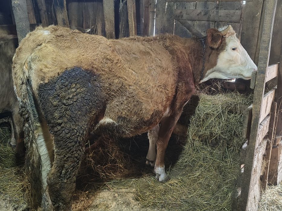 Vind vacă de 4 ani cu lapte cuminte