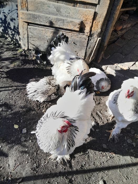 Vând cocosi brahman deschis