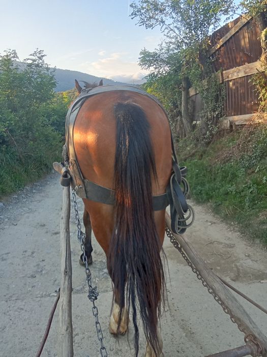 Vând cal bun la toate muncile agricole