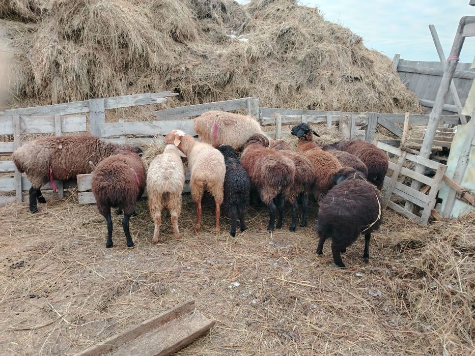 Продам бараны овце маток