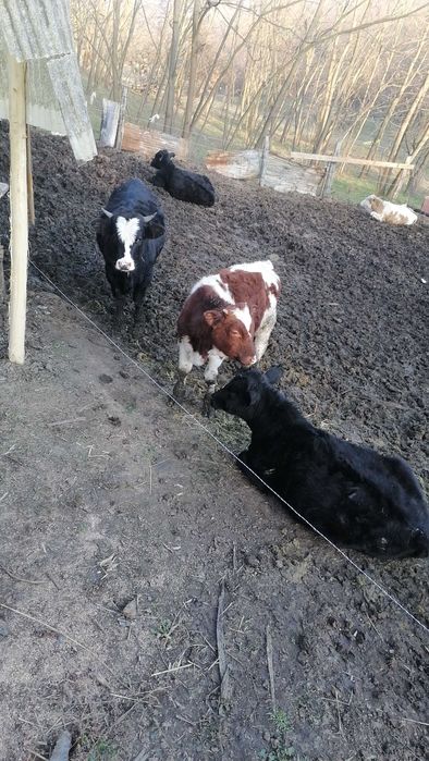 Vitei angus și metis