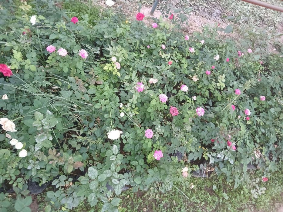 Гуллар тувакда сотилади