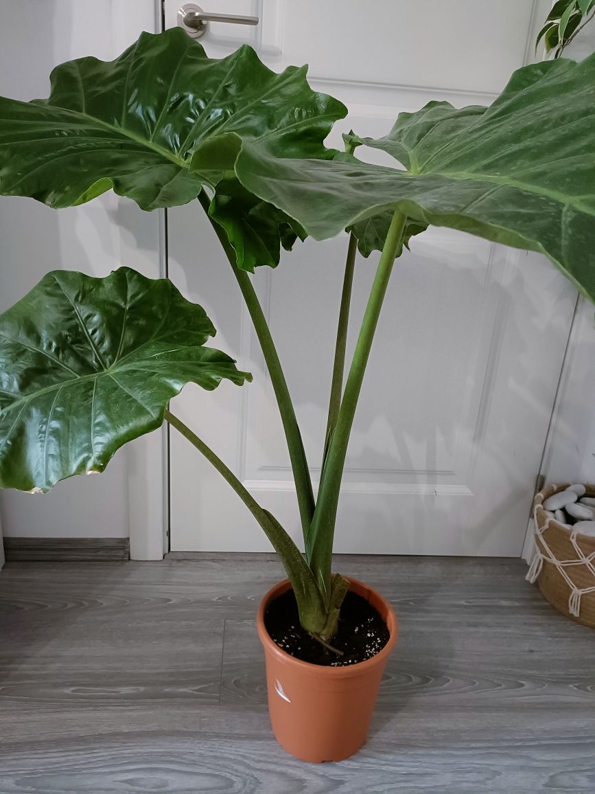 Alocasia Portodora 1m, Plante verzi