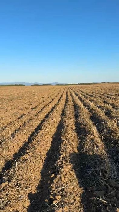 Servicii de semănat grâu/rapită cu Mzuri 4tx