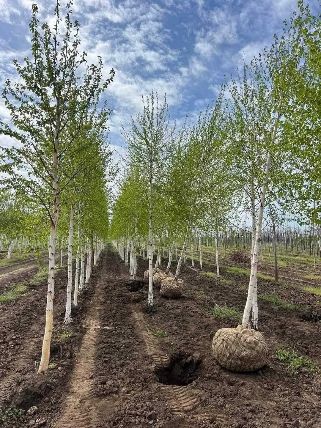 Mesteacăn cu Scoarță Albă – Arbore Elegant, Ideal pentru Peisagistică!