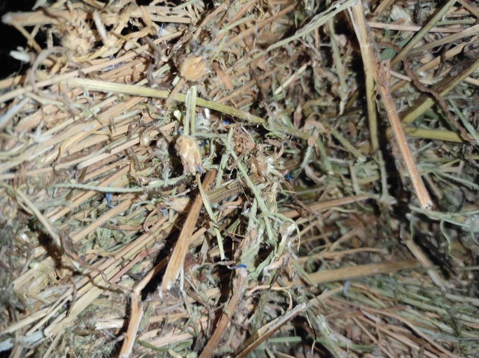 Синчец, корен валериана, стрък вратига,синя метличина,лавандулов цвят