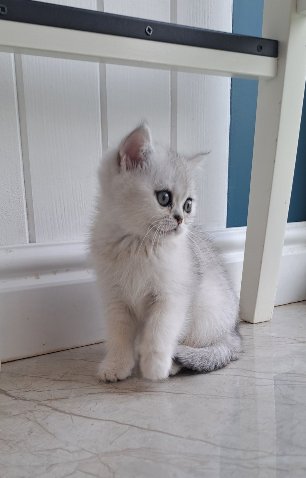 Британски котета - сребърна чинчила