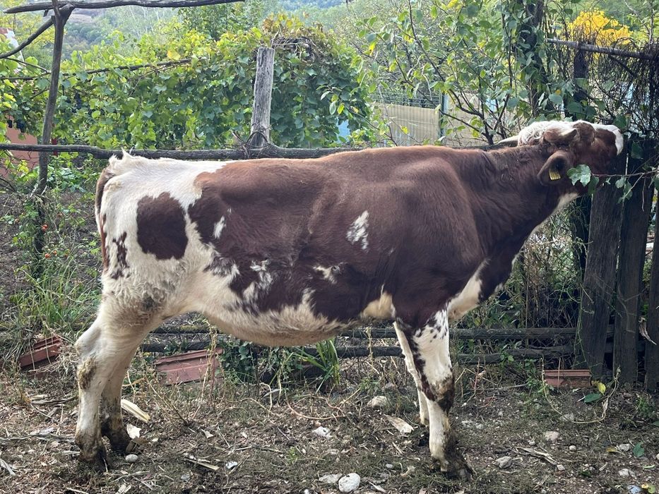 Vițel vârstă 9 luni