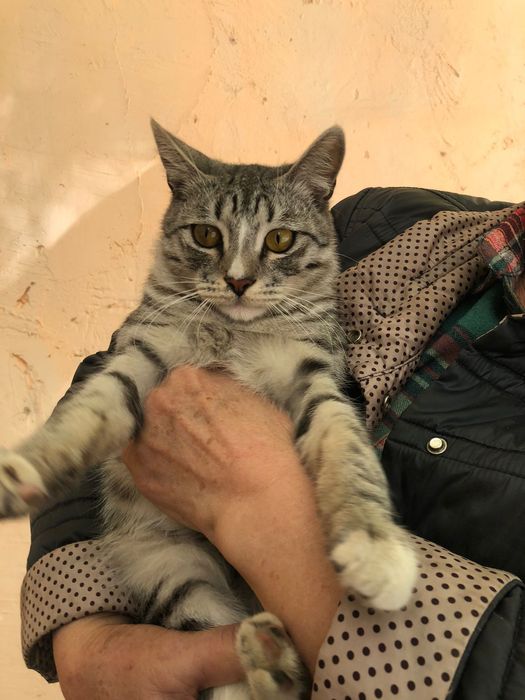 Отдам молодых кота и кошечку