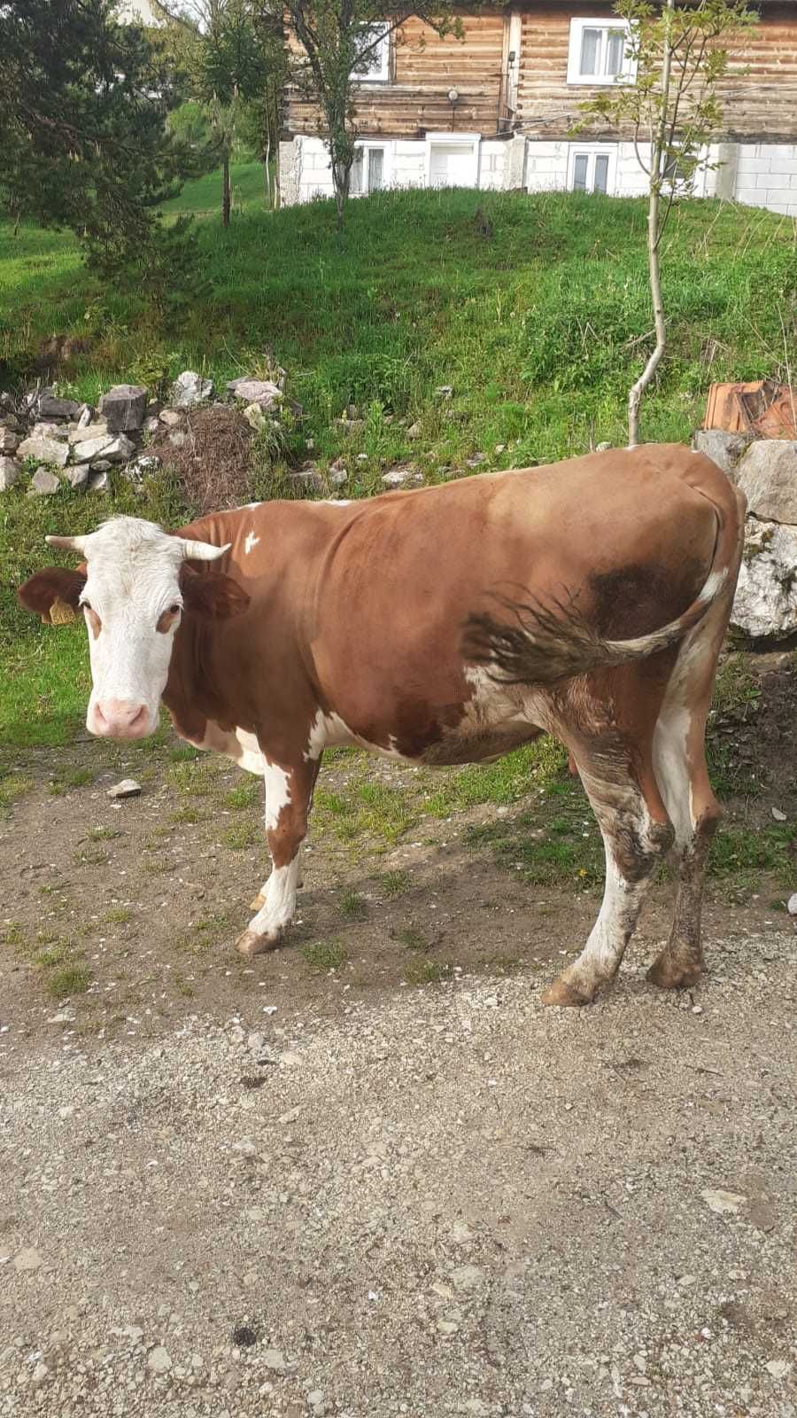 Vând vaca de  5 ani gestanta opt luni., la a 3 fătare crescuta de mica