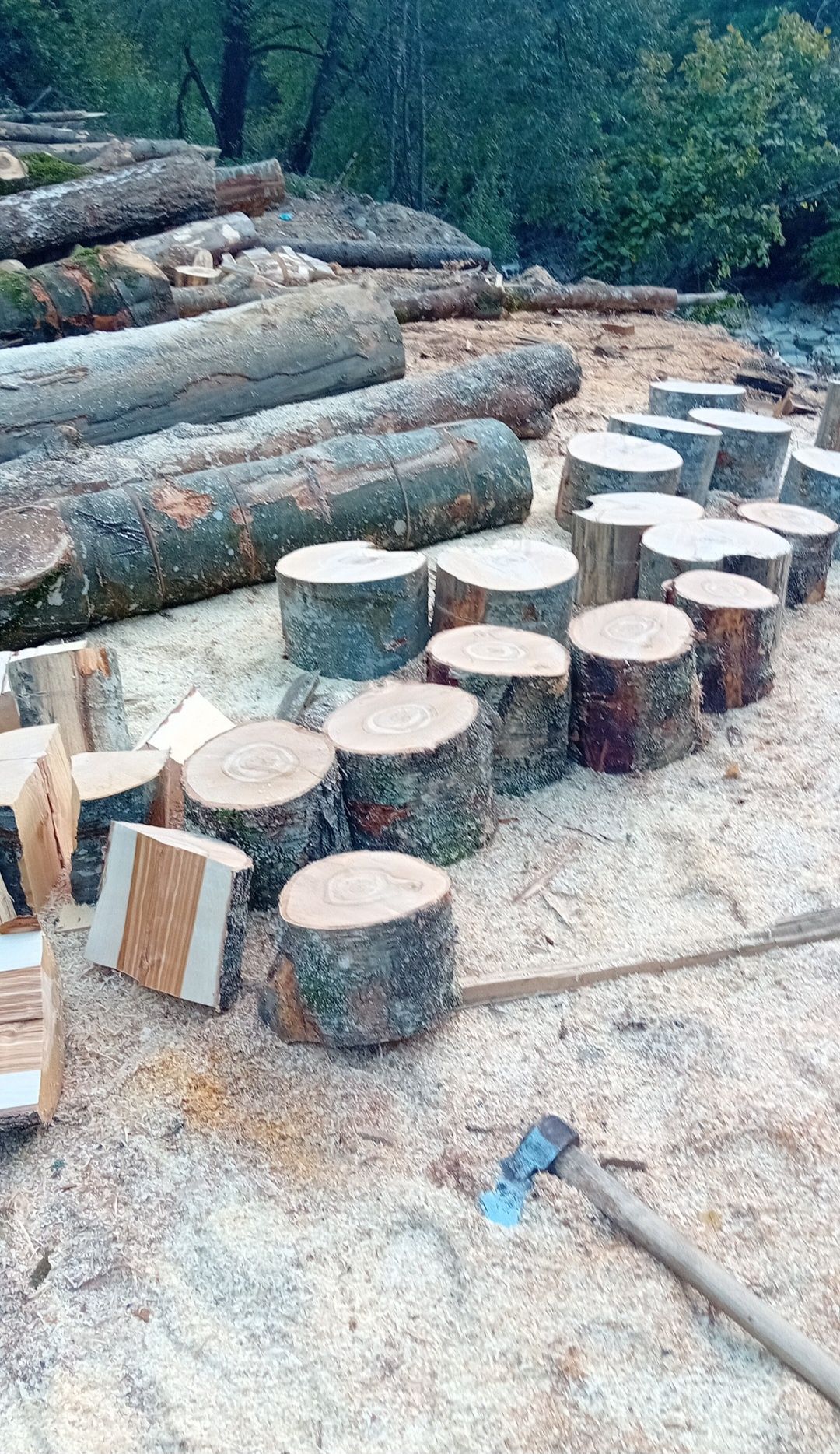 Vând lemn de Foc fag esență tare *450 metrul cub*