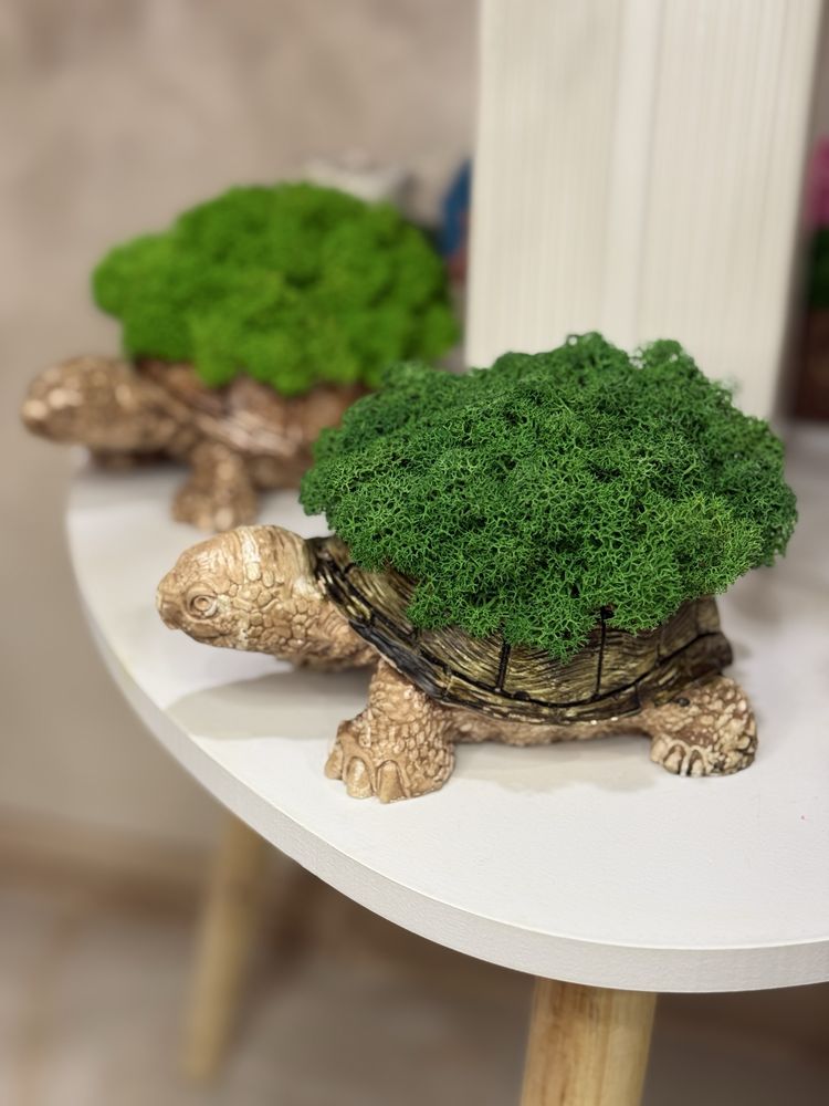 Костенурка със скандинавски мъх