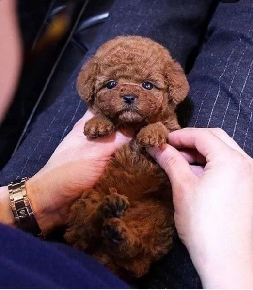 De vânzare Maltipoo Toy cu livrare și vaccin