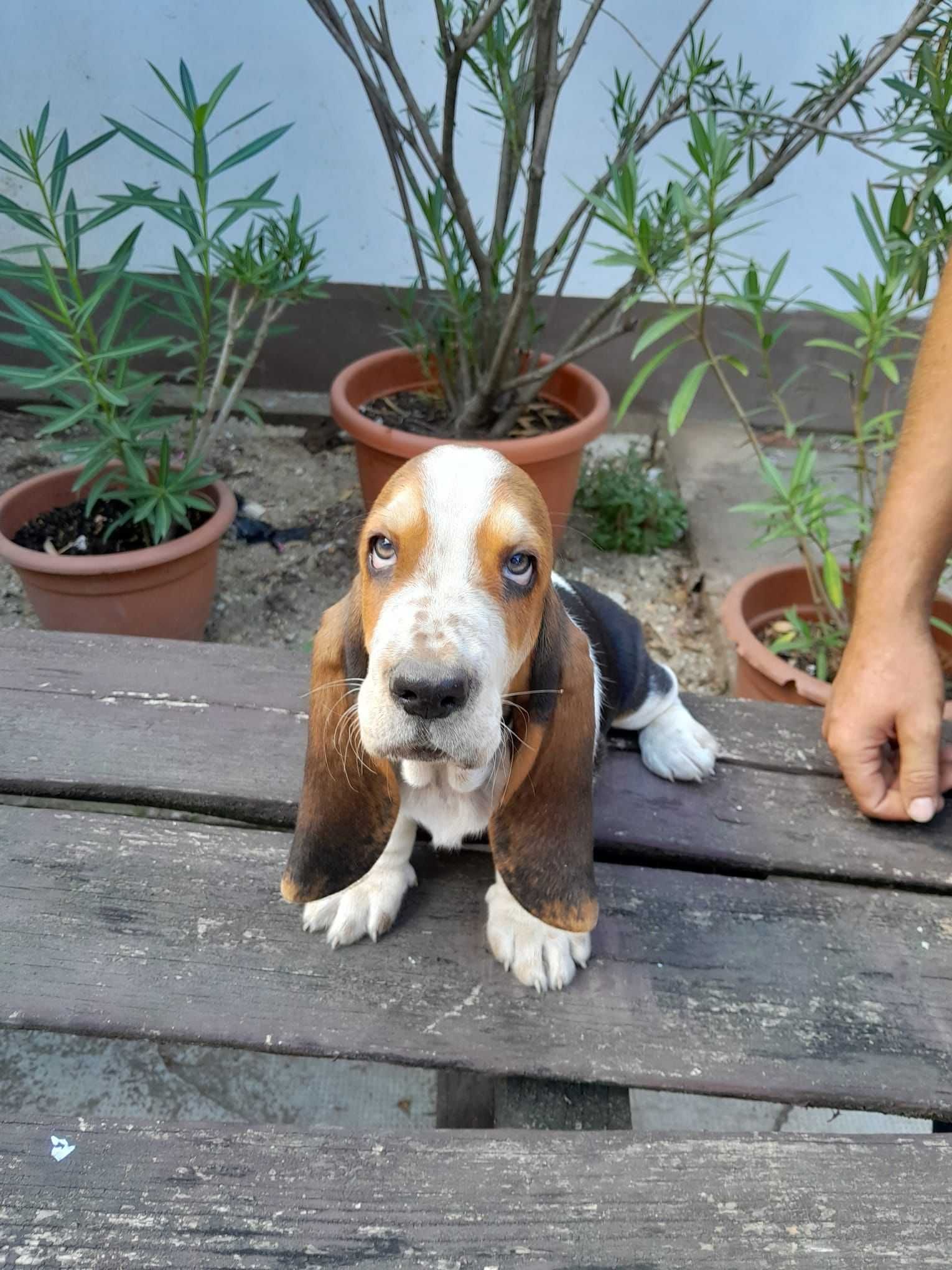 Pui rasa Basset Hound