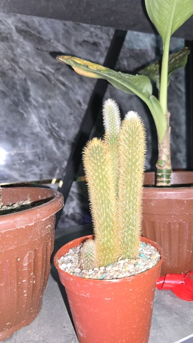 Kaktuslar xar xilidan