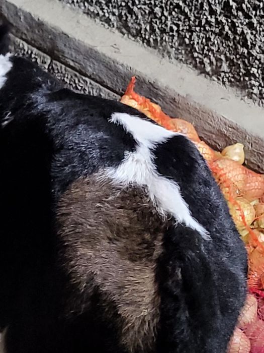 Vand un tauras belgian