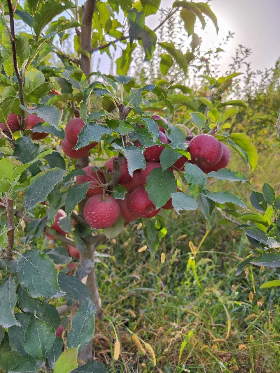 Мевали манзарали кучатлар