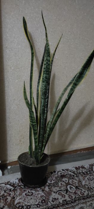 Цветы Сенсивиерия 'Laurentii'