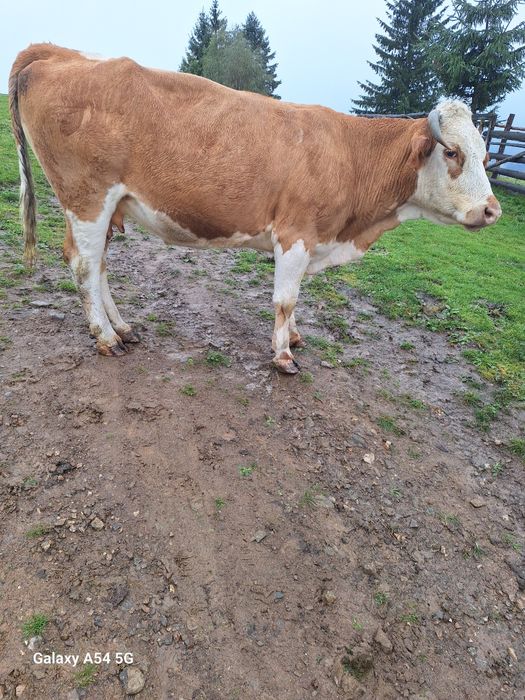 Vând vacă de 9 ani.