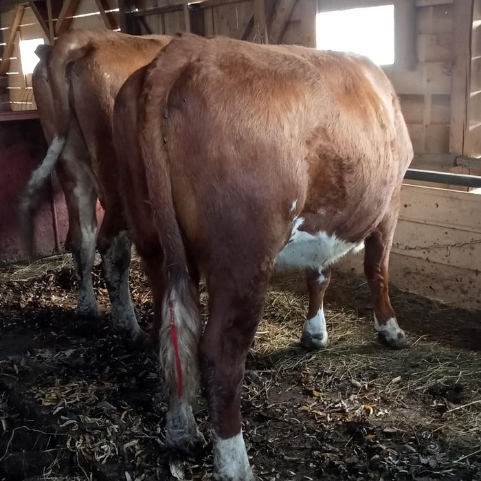 Vînd 2 vaci una la prima fătare și una la a 2 fătare