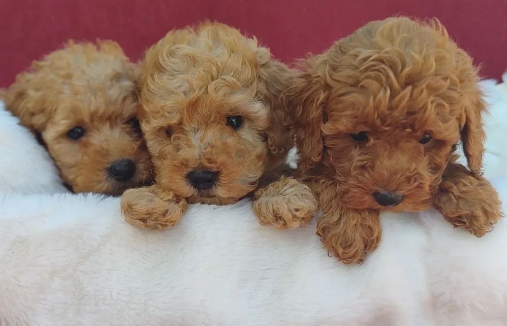 Малки сладки пуделчета/тойчета