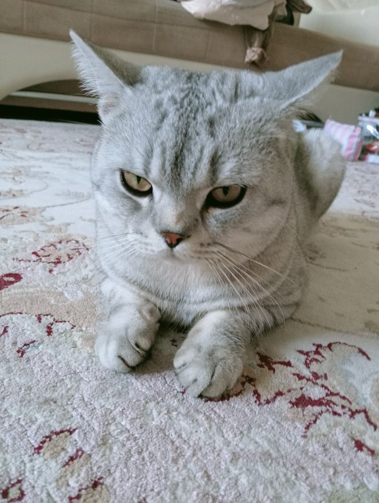 Мир животных кошка