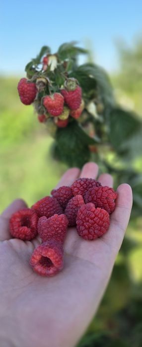 2 lei x100 buc zmeur remontant.delniwa si soi polonez