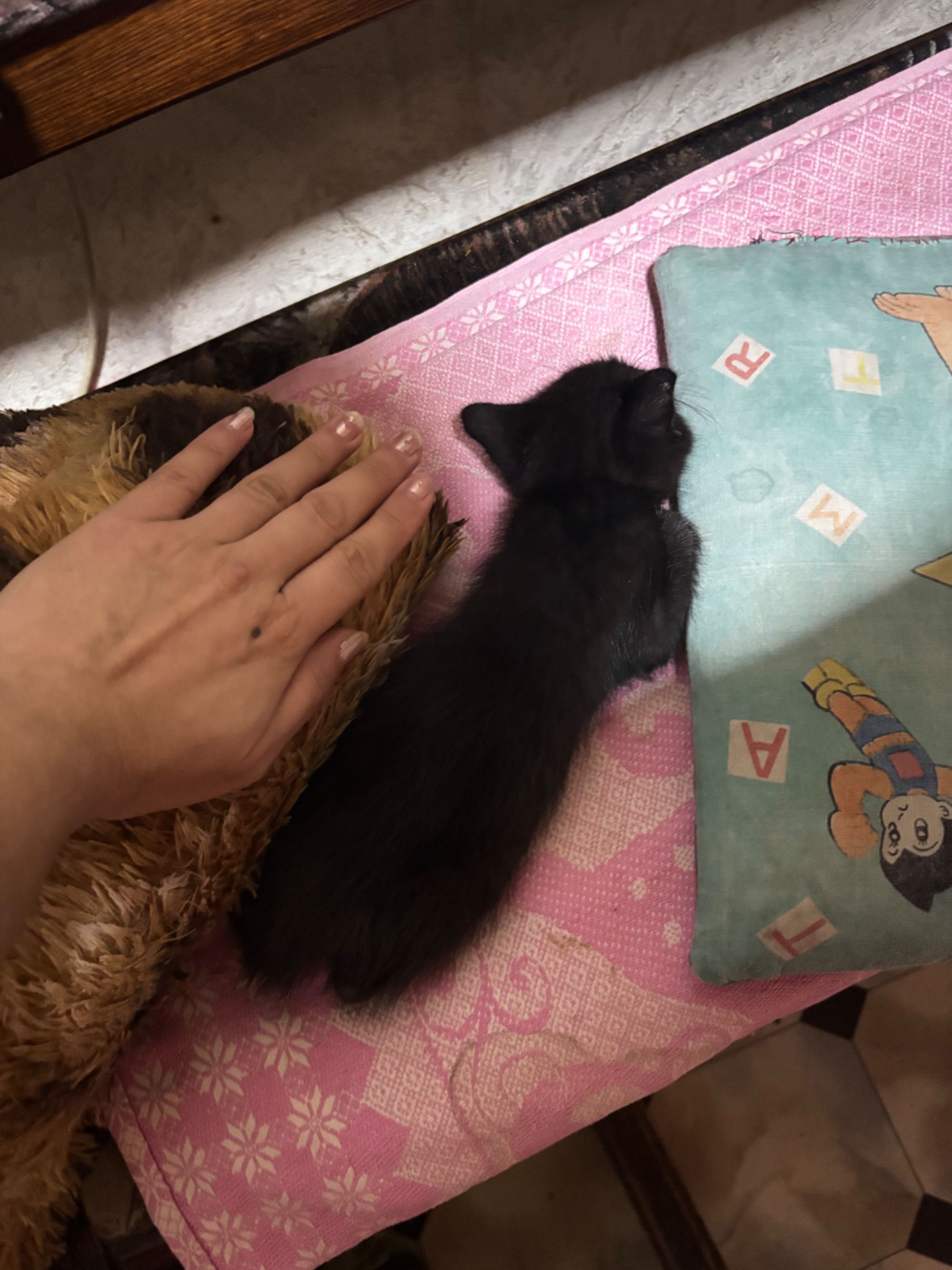 Отдам котенка в добрые руки