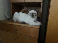 Pui pisici adoptie