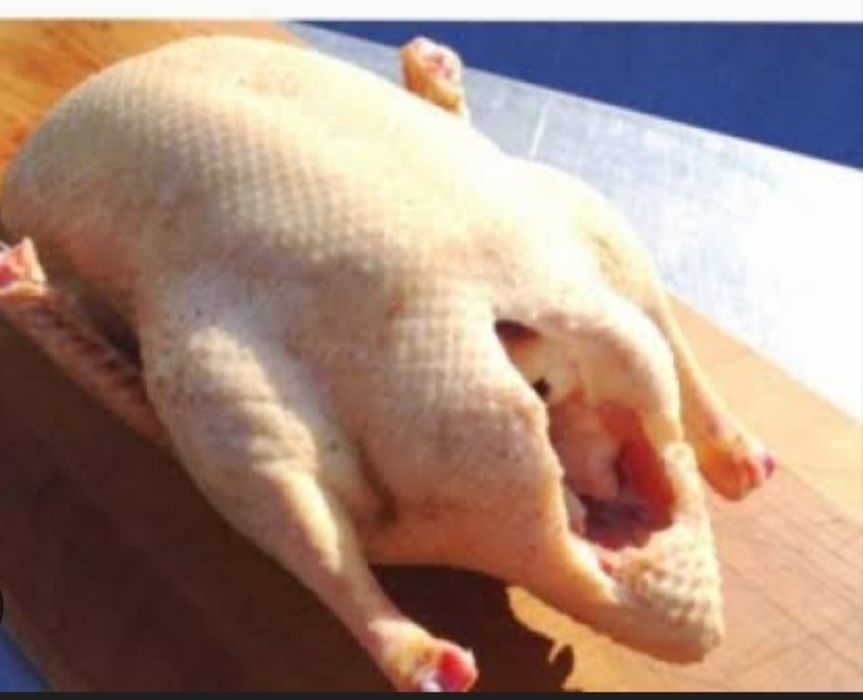 Продам гусей             .