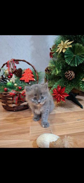 Персийски котета