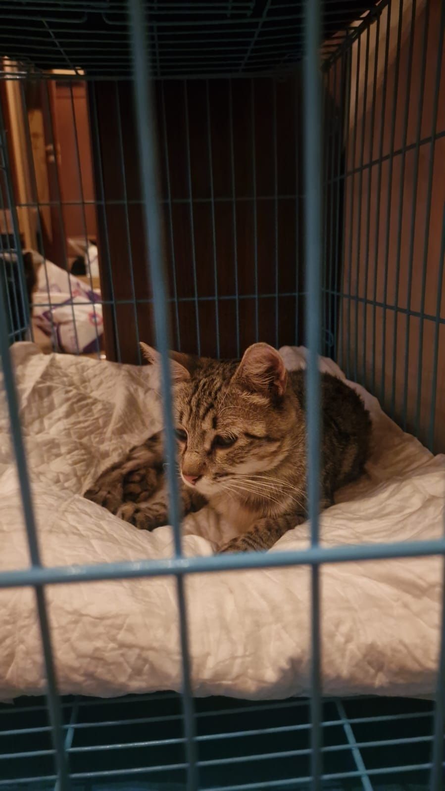 Кот ищет дом Живёт на улице