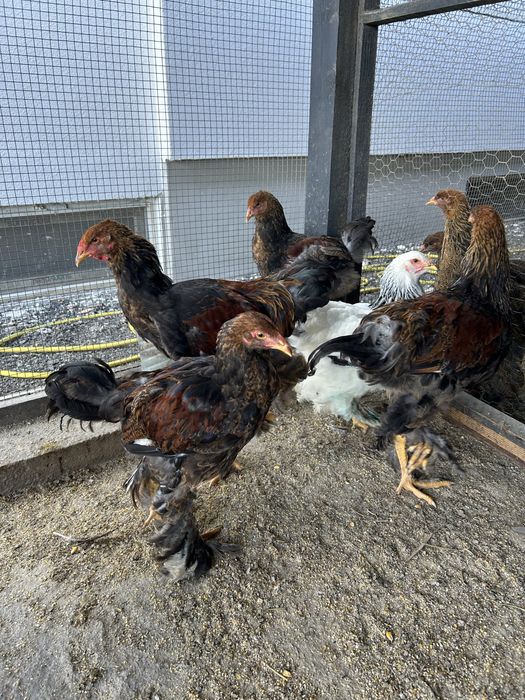 Cocosi brahma potarnichiu