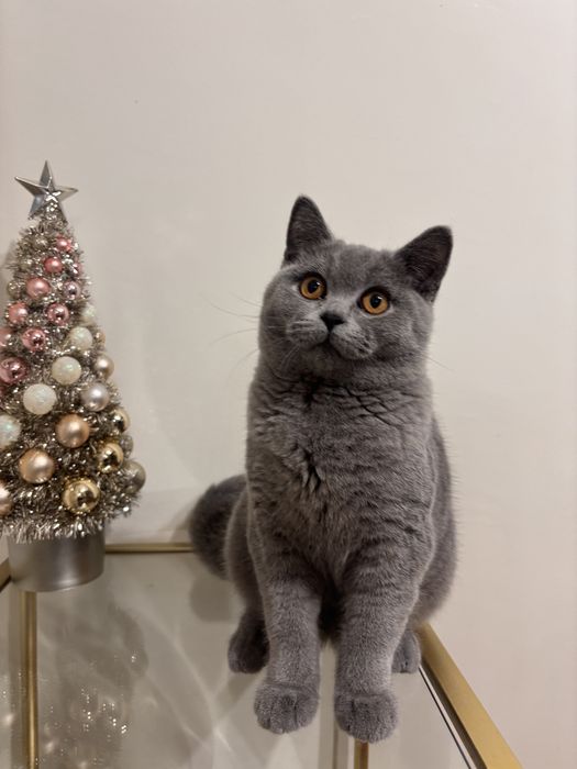 късокосместа британка