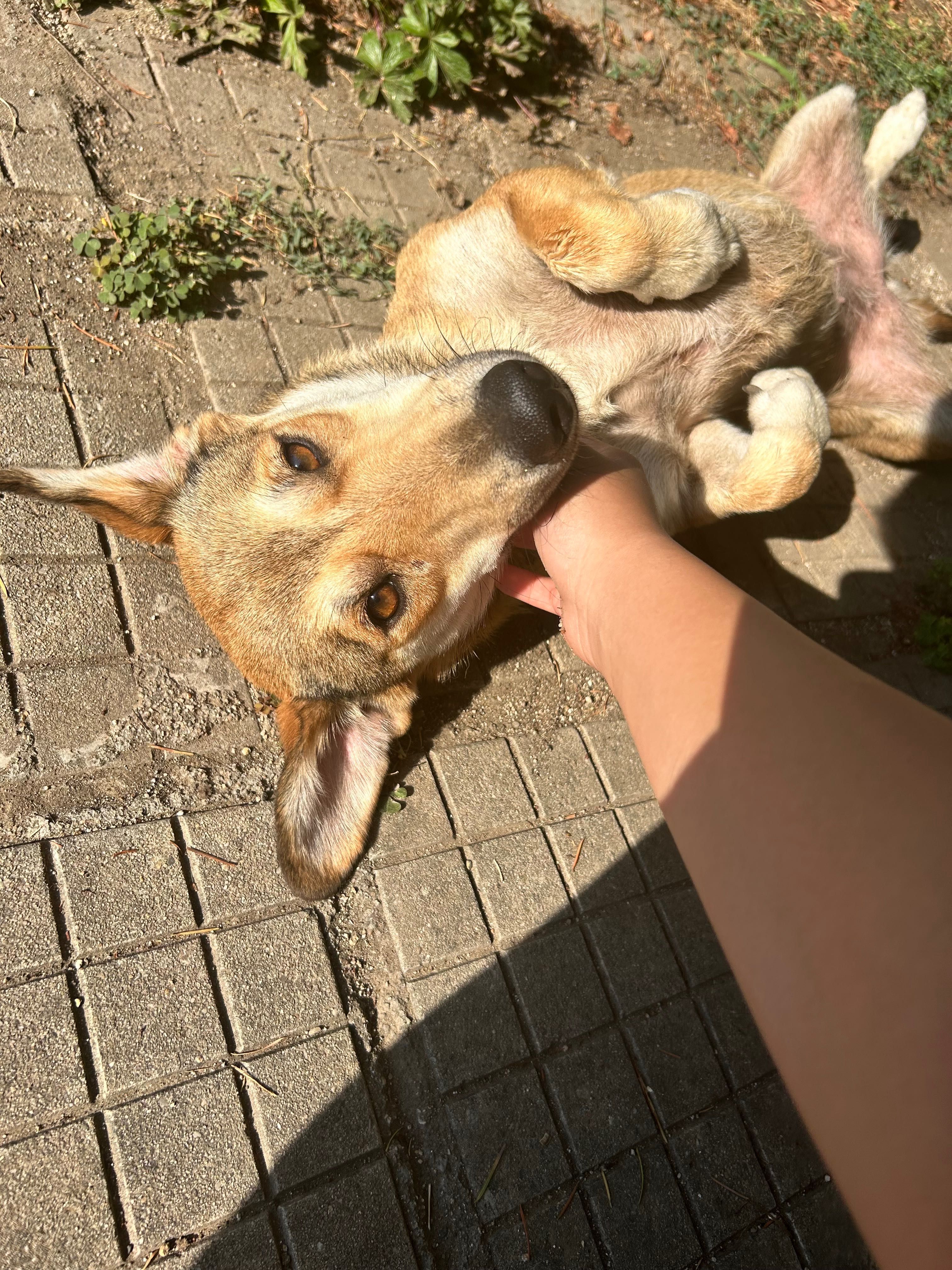 Подарявам женско куче
