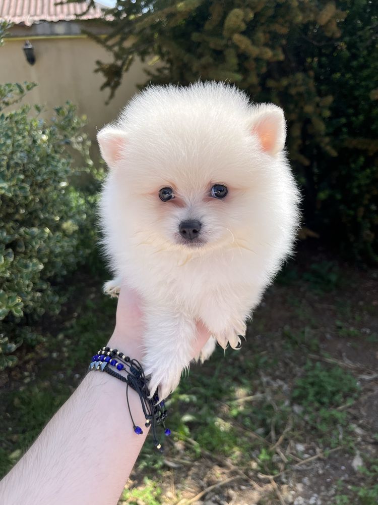 Pui Pomeranian.