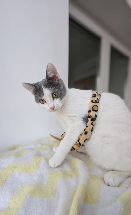 Adopție Pui Pisică (4-5 luni) Brașov, Gratuit