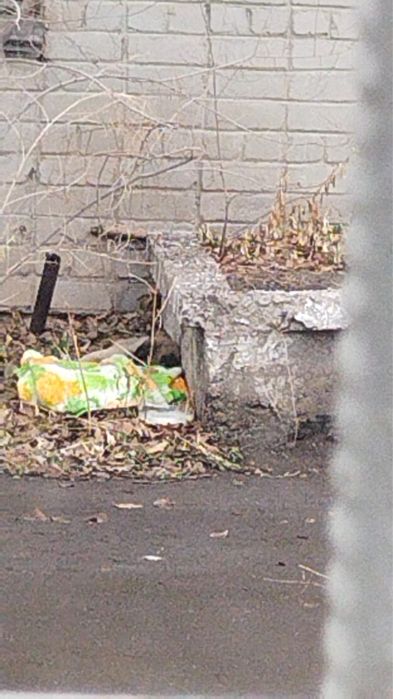 Щенку нужен дом срочно