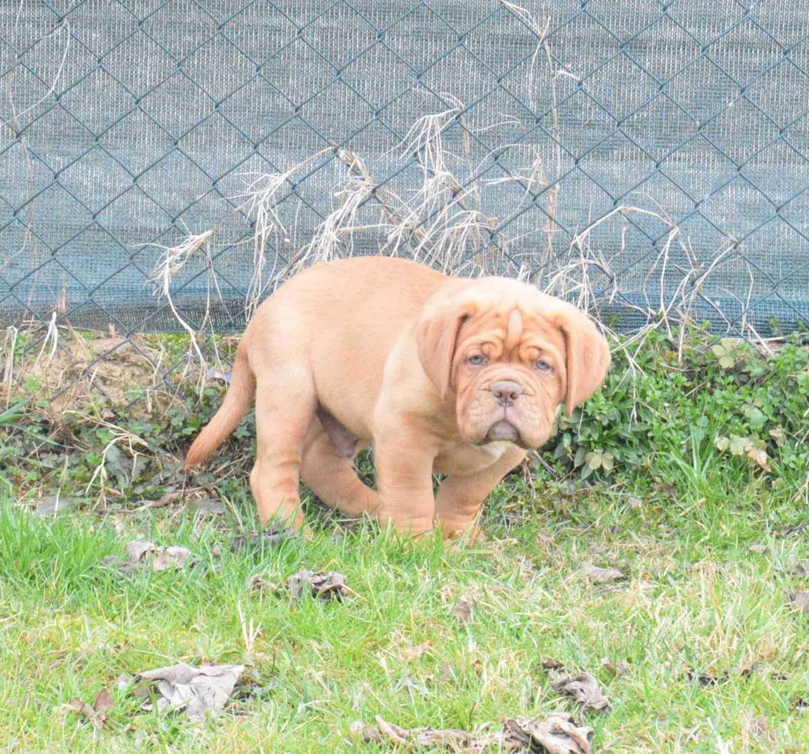 Pui rasa Dog de Bordeaux