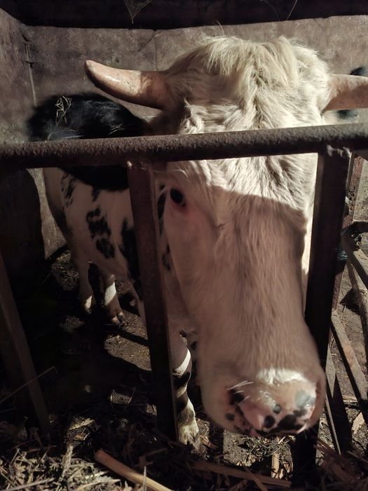 Vând vițică de 2 ani